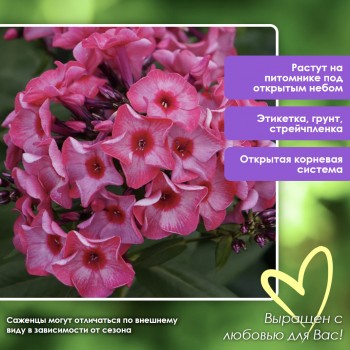 Флокс мет. УРАЛЬСКИЕ СКАЗЫ
