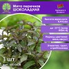 Мята перечная «Шоколадная»