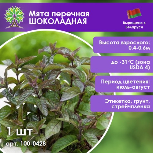Мята перечная «Шоколадная»