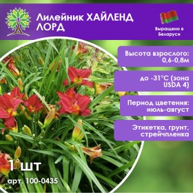 Лилейник ХАЙЛЕНД ЛОРД