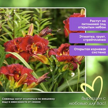 Лилейник ХАЙЛЕНД ЛОРД