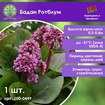 Бадан Ротблум