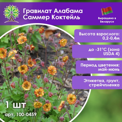 Гравилат Алабама Саммер Коктейль