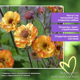 Гравилат Алабама Саммер Коктейль