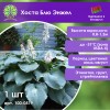Хоста Блю Энжел