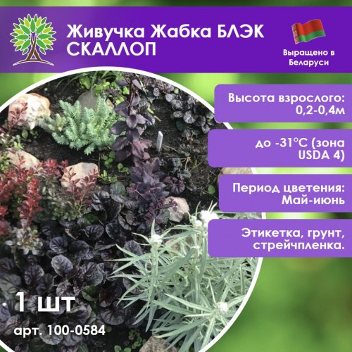 Живучка Жабка БЛЭК СКАЛЛОП