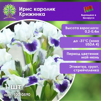 Ирис каролик Крижинка