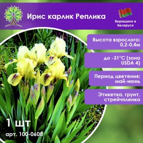 Ирис карлик Реплика (1шт.)