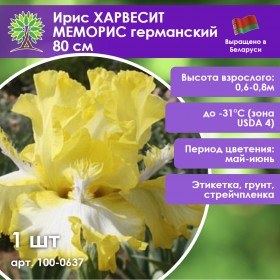 Ирис ХАРВЕСИТ МЕМОРИС германский 80 см