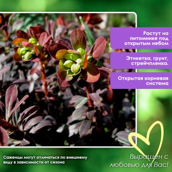 Молочай миндальный Пурпурео