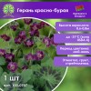 Герань красно-бурая
