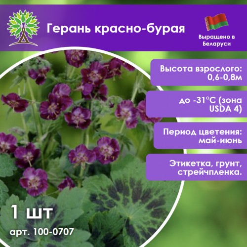 Герань красно-бурая