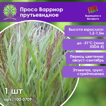 Просо Варриор прутьевидное