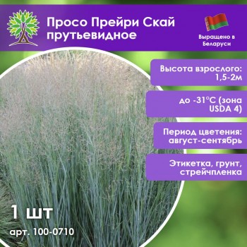 Просо Прейри Скай прутьевидное (1шт.)