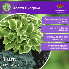 Хоста Пилгрим