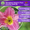 Лилейник Джентл Роус (Gentle Rose18)