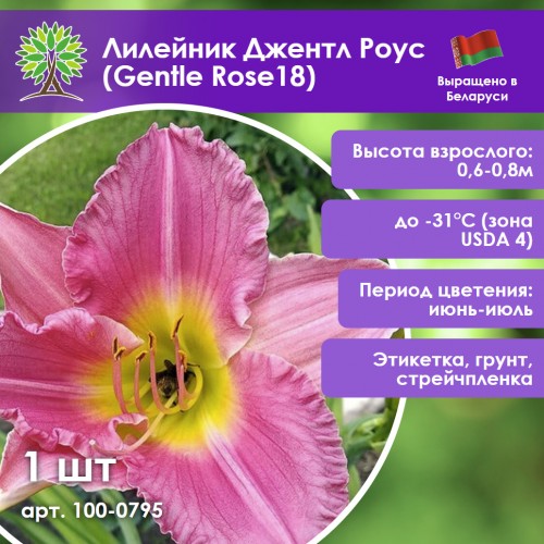 Лилейник Джентл Роус (Gentle Rose18)