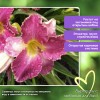 Лилейник Джентл Роус (Gentle Rose18)