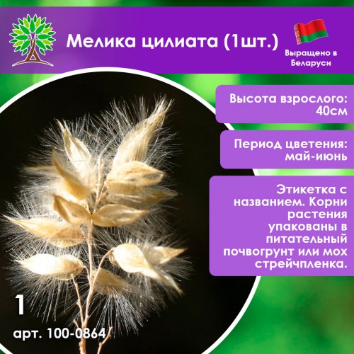 Мелика цилиата