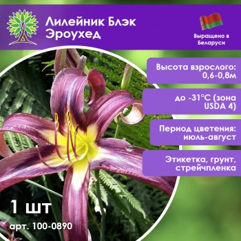 Лилейник Блэк Эроухед