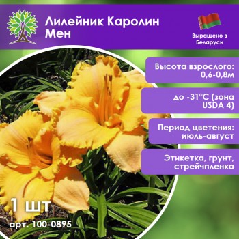 Лилейник Каролин Мен Лилейник Каролин Мен