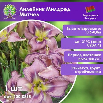 Лилейник Милдред Митчел