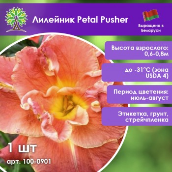Лилейник Petal Pusher