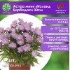Астра мини «Исланд Барбадос» 30см