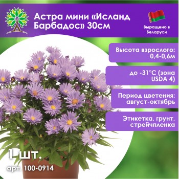 Астра мини «Исланд Барбадос» 30см Астра мини «Исланд Барбадос» 30см