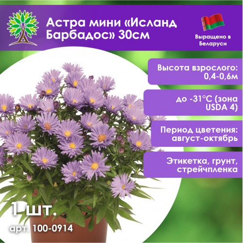 Астра мини «Исланд Барбадос» 30см