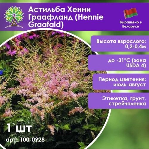 Астильба «Хенни Граафланд» простолистная