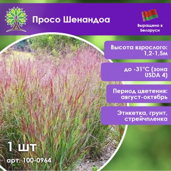 Просо Шенандоа