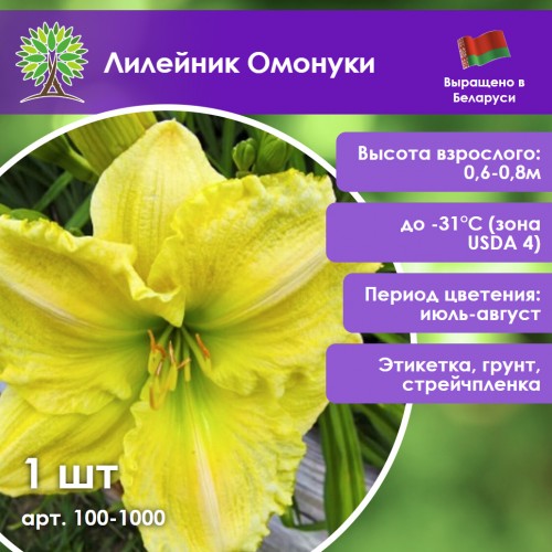 Лилейник Омонуки