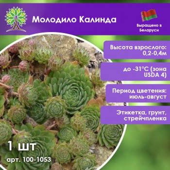 Молодило Калинда