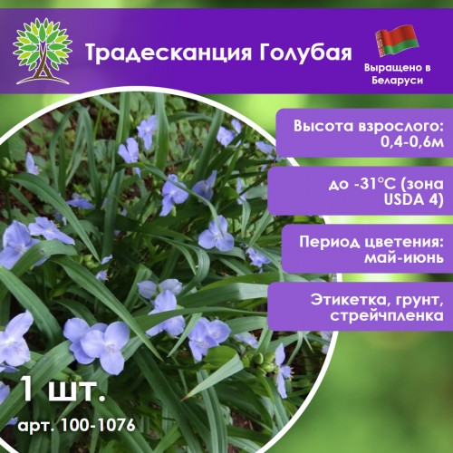 Традесканция виргинская «Небесно голубая»