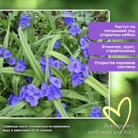 Традесканция виргинская «Небесно голубая»