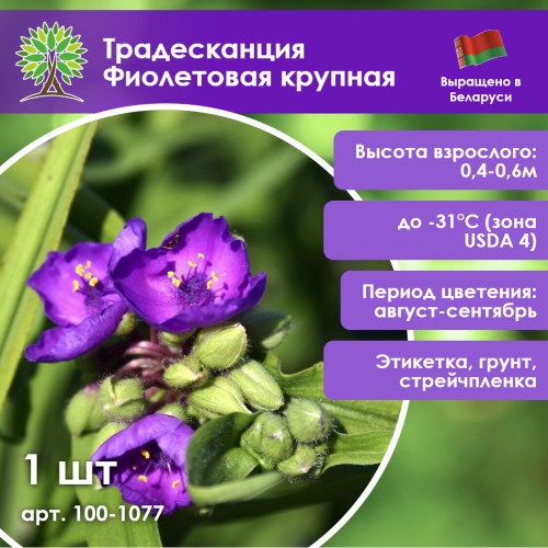 Традесканция Фиолетовая крупная