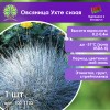 Овсяница Ухте сизая Овсяница Ухте сизая
