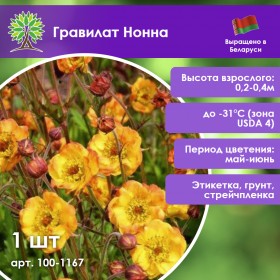 Гравилат «Нонна» (желто-оранжевый)