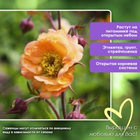 Гравилат «Нонна» (желто-оранжевый)