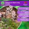 Тиарелла Шуга энд Спайс