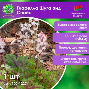 Тиарелла Шуга энд Спайс Тиарелла Шуга энд Спайс
