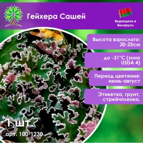 Гейхера Сашей