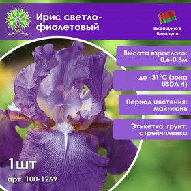 Ирис светло-фиолетовый (1шт.)