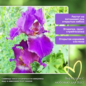Ирис светло-фиолетовый (1шт.)