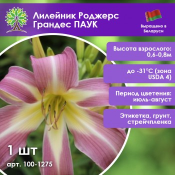 Лилейник Роджерс Грандес ПАУК