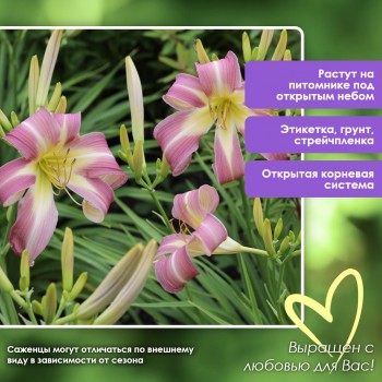 Лилейник Роджерс Грандес ПАУК