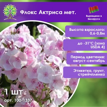 Флокс Актриса мет.