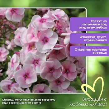 Флокс Актриса мет.