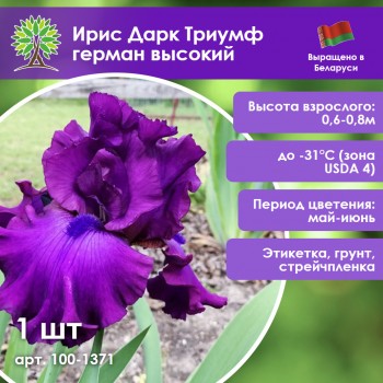Ирис Дарк Триумф герман высокий